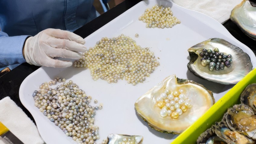 Mila Cruise (formerly Glory Legend): Pearl cultivating process